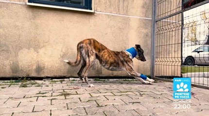 Papi Land - prieteni pe viaţă, reality show dedicat iubitorilor de animale, duminică, la Prima TV