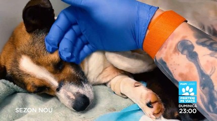 Papi Land - prieteni pe viaţă, reality show dedicat iubitorilor de animale, duminică, la Prima TV