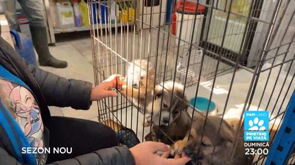 Papi Land - prieteni pe viaţă, reality show dedicat iubitorilor de animale, duminică, la Prima TV