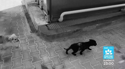Papi Land - prieteni pe viaţă, reality show dedicat iubitorilor de animale, duminică, la Prima TV