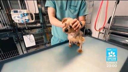 Papi Land - prieteni pe viaţă, reality show dedicat iubitorilor de animale, duminică, la Prima TV