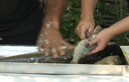Cursa iubirii, episodul 18: Ce poate fi mai simplu decât să cureţi un peşte?