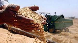 Producţia de grâu din acest an, un dezastru