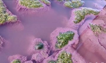 Lacul Techirghiol are culoarea roz