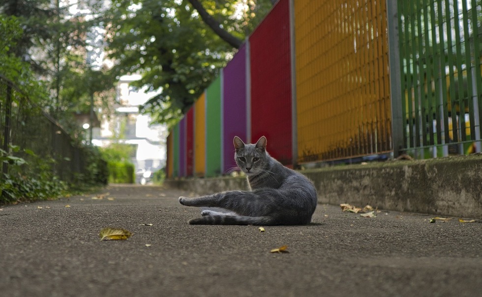 Bucureşti, capitala Românei - Ne civilizăm doar prin garduri şi stâlpişori