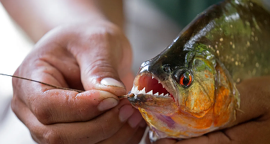 Captura neobişnuită: piranha în râul Timiş