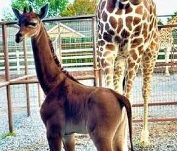 Pui de girafă unic în lume. Concurs pentru alegerea unui nume
