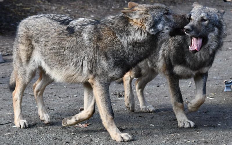 Fetiţă muşcată de un lup la Grădina Zoologică din Sibiu