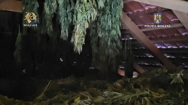 Cultură de cannabis pe o suprafaţă de 4.000 mp, care se afla într-o zonă cu vegetaţie deasă, în apropierea unui râu, irigată şi supravegheată cu camere
