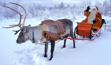 Plimbare cu renii lui Moş Crăciun în Laponia