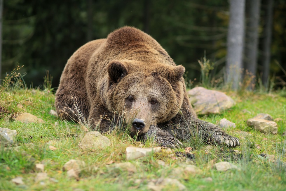 Ro-Alert în Odorheiu Secuiesc din cauza unui pui de urs, prins în capcană. Ursoaica şi al doilea pui, în zonă
