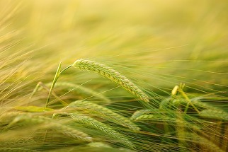  Ministerul Agriculturii: Vremea a afectat doar 1-2% din cultura de grâu de iarnă a Ucrainei
