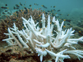 Încălzirea globală provoacă dezastre: un nou episod masiv de albire a coralilor 