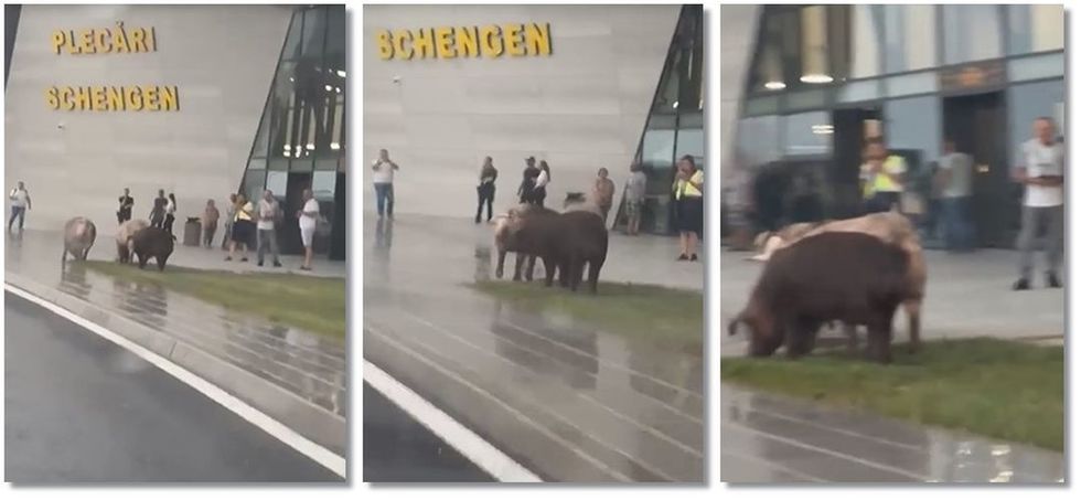 VIDEO. Imagini inedite de la Timişoara: O turmă de porci în faţa noului Terminal de la Aeroport
