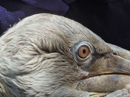 FOTO - Transmiţătoare pentru pelicanii creţi din Deltă, specie declarată ”vulnerabilă” în România. Care este scopul dispozitivelor montate pe păsări