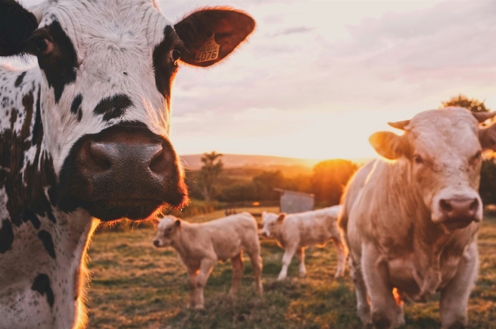 Danemarca va taxa emisiile de metan ale vacilor şi porcilor