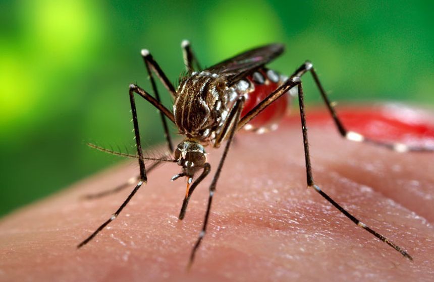 Bucureştiul, invadat de ţânţari cu West Nile. Boala nu are tratament şi nici vaccin