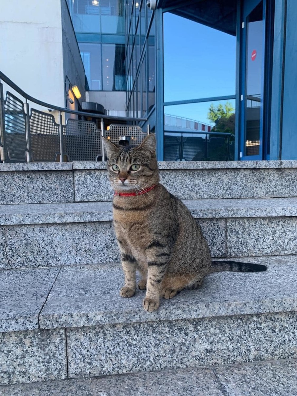 Vasilica, pisica-mascotă a Aeroportului Otopeni a fost furată şi abandonată. Apelul angajaţilor aeroportului