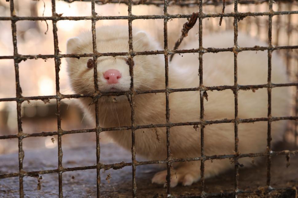 România şi abuzurile împotriva animalelor. Votul care ne-ar putea scoate din clasamentul ruşinii