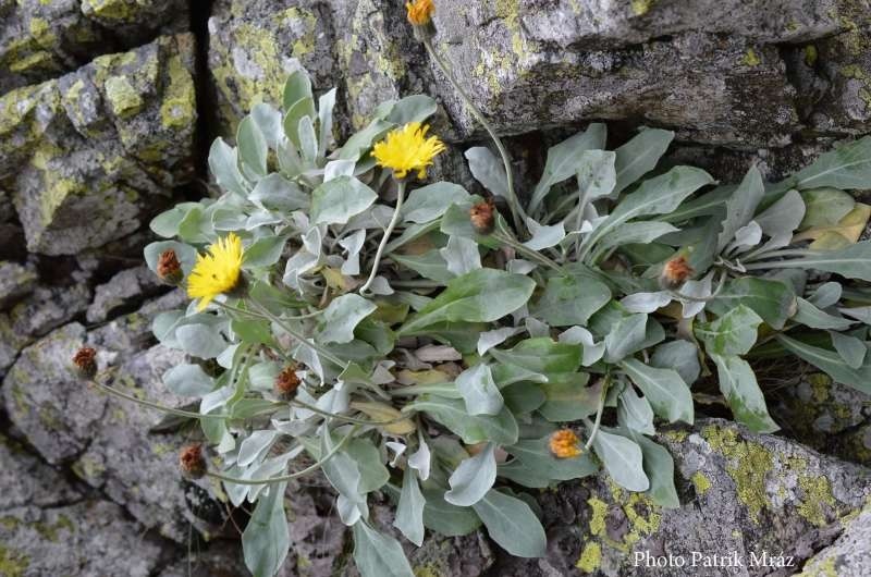 O plantă de peste 60.000 de ani, descoperită de cercetătorii UBB în Carpaţi