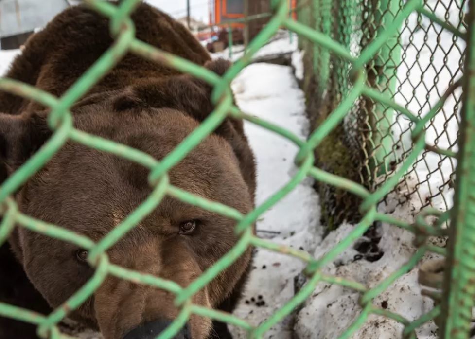 Ursul Baloo, mascota staţiunii Straja, sărbătorit la împlinirea a 25 de ani