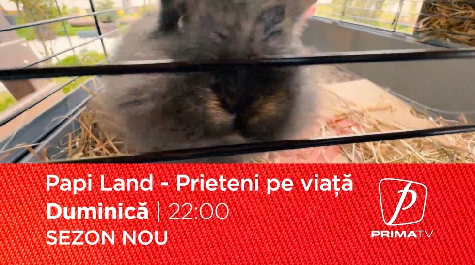 Papi Land - prieteni pe viaţă, reality show dedicat iubitorilor de animale, duminică, la Prima TV