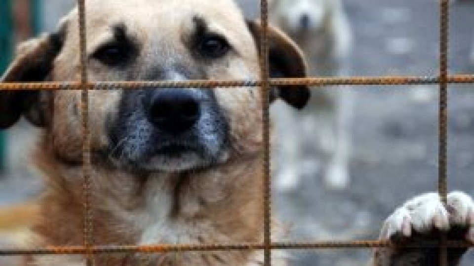 Nouă reglementare vizată pentru protecţia animalelor: Interzicerea anumitor concursuri şi spectacole