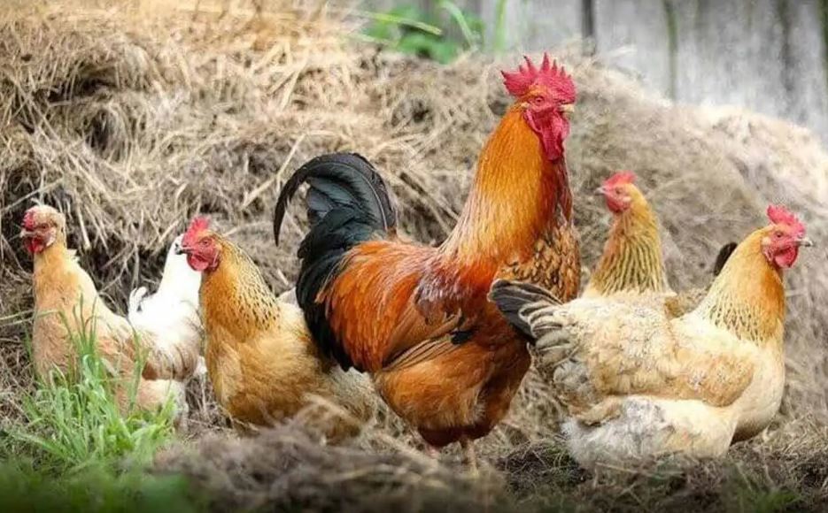 Cât este amenda dacă creşti prea multe găini în curte