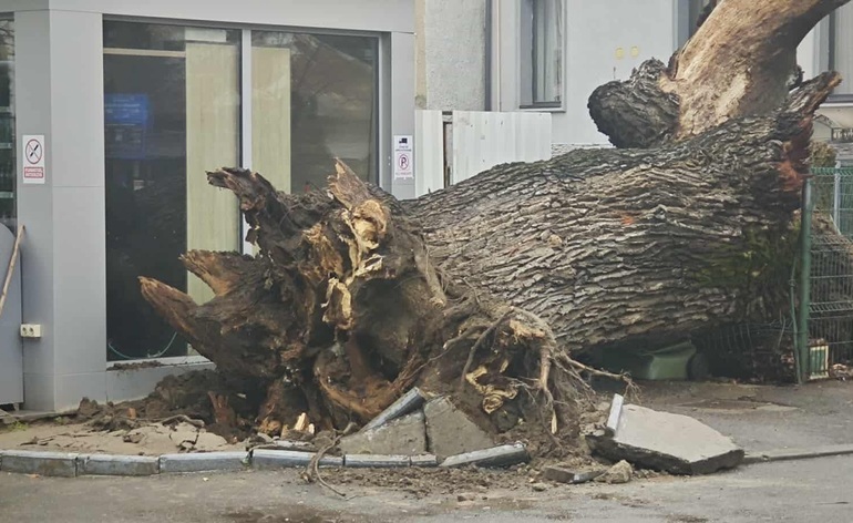 A dispărut ultimul martor al Codrilor Vlăsiei. Stejarul de 300 de ani devenit simbol al Bucureştiului, s-a prăbuşit!