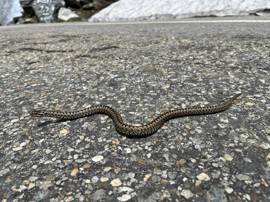 Descoperire surprinzătoare: o moleculă din sângele pitonilor ar putea inspira tratamente noi împotriva obezităţii
