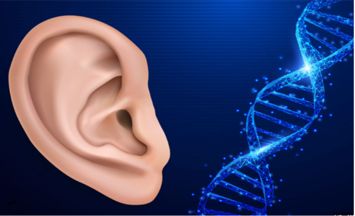 O injecţie ar putea reda auzul: progres major în tratamentul surdităţii