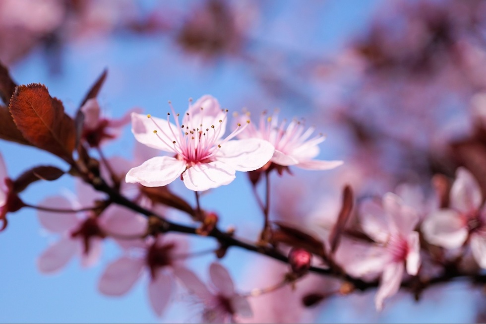 Primăvara îşi intră în drepturi în următoarele patru săptămâni. Temperaturile cresc, iar ploile vor apărea doar pe alocuri