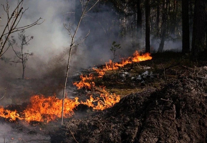 Incendiu masiv la Cernobîl, după căderea unei drone. Ard peste 1.100 de hectare de pădure