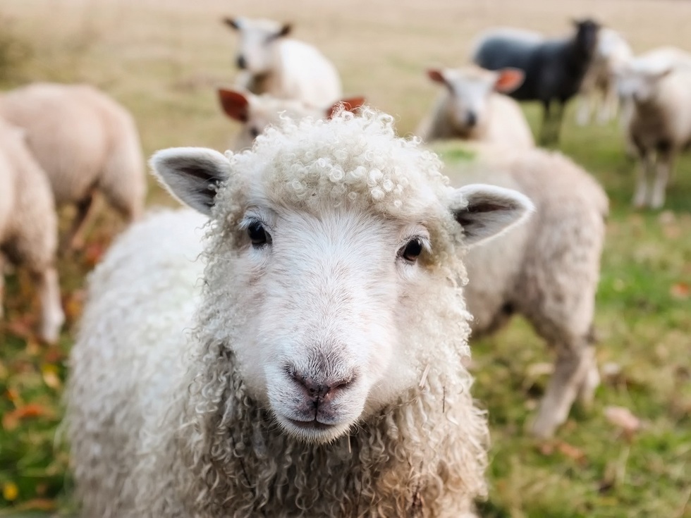 Comisia Europeană aprobă planul României pentru deblocarea exporturilor de ovine şi caprine. 1,3 milioane de doze de vaccin vor fi oferite gratuit