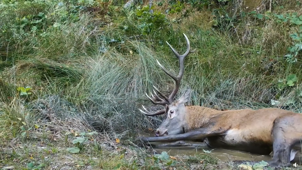 VIDEO - Ce fac animalele din Făgăraş într-o zi caniculară. Imagini surprinse de camerele de supraveghere