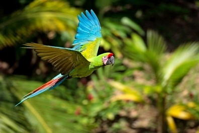 Grădina Zoologică Târgu Mureş, printre liderii europeni la numărul de papagali ara militaris