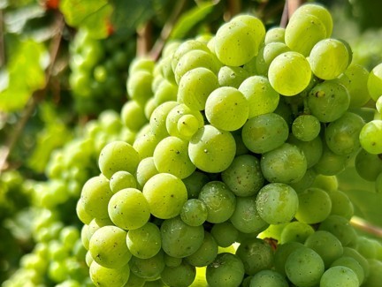 Vinul românesc de mâine, în mâinile oenologilor sub 40 de ani