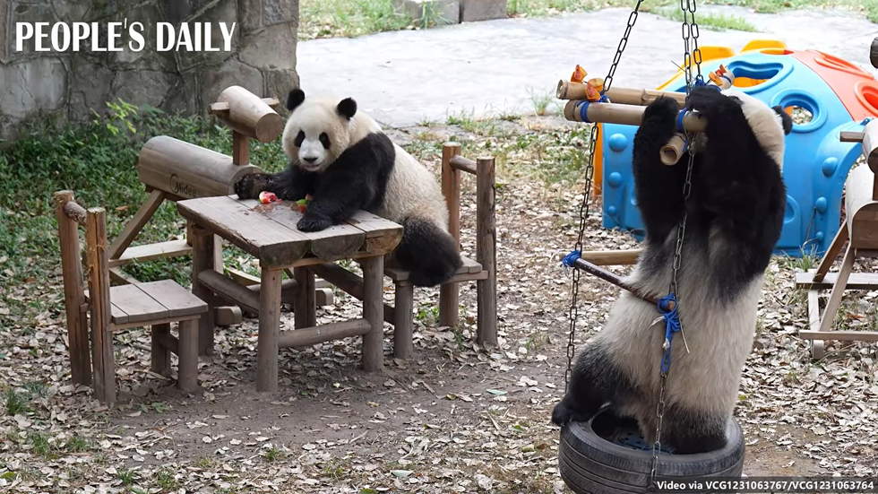 Doi urşi panda giganţi, trimişi înapoi în China din cauza recesiunii economice