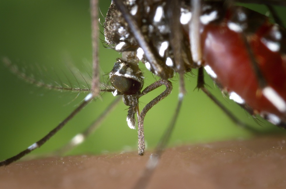 Avertisment din partea medicilor: Temperaturile ridicate şi valurile de căldură ce urmează ploilor abundente favorizează apariţia anumitor boli, printre care neuroinfecţia West Nile