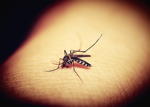 Soţ şi soţie din Craiova, ucişi de insecticidul folosit să scape de muşte şi ţânţari