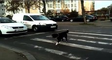 VIDEO. Campanie pentru Poliţia Rutieră semnată de Next: Şi câinii trec strada pe unde trebuie