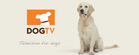 Dog TV, televiziunea dedicată câinilor, se extinde în Europa