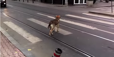 VIDEO. Patru spoturi româneşti, la Noaptea Devoratorilor de Publicitate. Vezi care sunt cele reclamele selectate