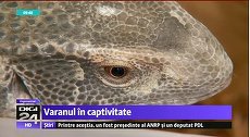 VIDEO. Digi 24, umor involuntar? Ştire: care este speranţa de viaţă a unui varan în captivitate: de la zece ani în sus