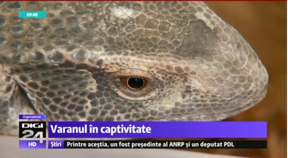 VIDEO. Digi 24, umor involuntar? Ştire: care este speranţa de viaţă a unui varan în captivitate: de la zece ani în sus