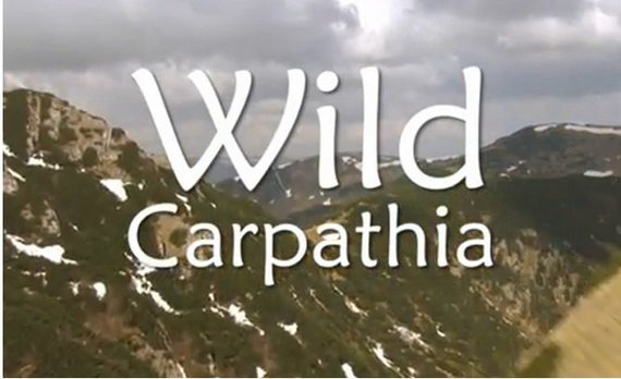VIDEO. Echipa documentarului "Wild Carpathia" critică dur producţia britanică "The Romanians are Coming". Channel 4, un alt unghi de abordare