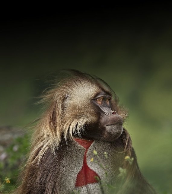 GALERIE FOTO. Un documentar marca BBC despre Africa, la BBC Earth