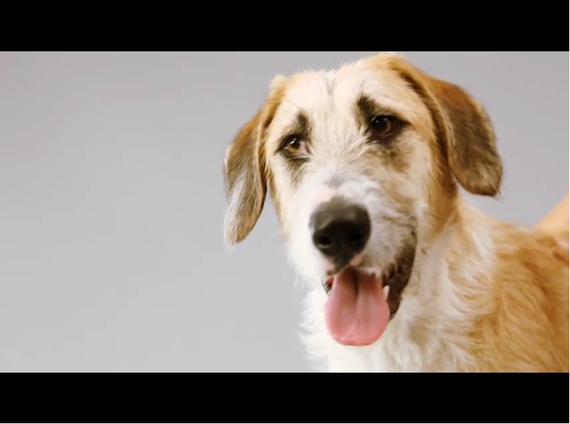 „Ham Talent”, titlul noii emisiuni cu animale de la Antena 1, produsă de Mona Segall