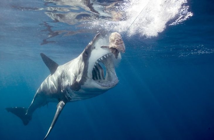 BEST BITES: 25 great shark moments