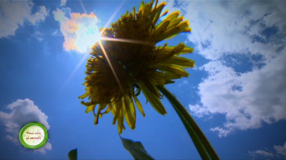 FOTO. Plantele de leac româneşti, subiect de mini-documentare la Digi Life. Poveşti despre păpădie, păducel sau cimbrişor